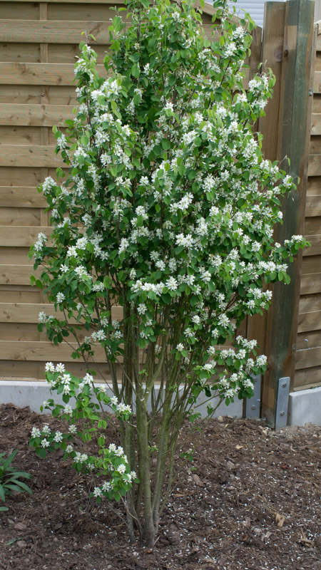 Amelanchier alnifolia 'Obelisk' 24/04/2015