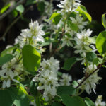 <em>Amelanchier alnifolia</em> ‘Obelisk’ 16/04/2020