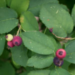 <em>Amelanchier alnifolia</em> ‘Obelisk’ 08/07/2016