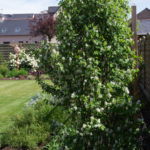 <em>Amelanchier alnifolia</em> ‘Obelisk’ 11/05/2016