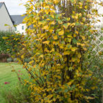 <em>Amelanchier alnifolia</em> ‘Obelisk’ 20/10/2016