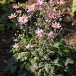 <em>Anemone x Fantasy™</em> 'Pocahontas' 22/08/2015