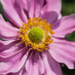 <em>Anemone x Fantasy™</em> 'Pocahontas' 25/07/2015