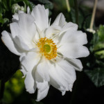 <em>Anemone x</em> 'Whirlwind' 09/09/2015
