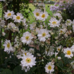 <em>Anemone x</em> 'Whirlwind' 09/10/2016