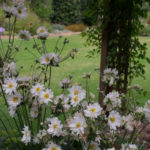 <em>Anemone x</em> 'Whirlwind' 09/10/2016