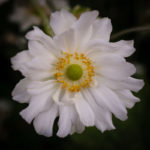 <em>Anemone x</em> 'Whirlwind' 09/10/2016