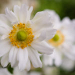 <em>Anemone x</em> 'Whirlwind' 09/10/2016