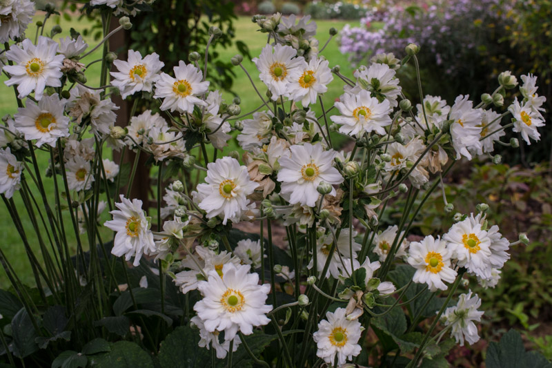 Lovely pure white semi-double flowers all through October
