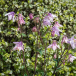 <em>Aquilegia vulgaris</em> 03/05/2021