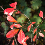 <em>Aronia arbutifolia</em> 'Brilliant' 09/11/2018