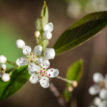 <em>Aronia arbutifolia</em> 'Brilliant' 10/04/2017