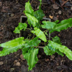 <em>Asplenium scolopendrium</em> 20/08/2020