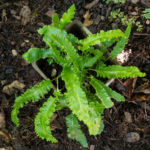 <em>Asplenium scolopendrium</em> 'Muricatum' 20/08/2020