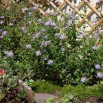 Pleine floraison juillet 2025
