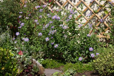 Pleine floraison juillet 2025