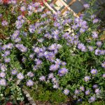 <em>Aster × frikartii</em> ‘Mönch’ 15/08/2025