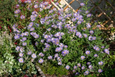 Pleine floraison mi-août 2025