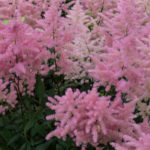 <em>Astilbe Japonica</em> ‘Europa’ 13/06/2017