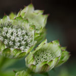 <em>Astrantia major subsp. involucrata</em> ‘Shaggy’ 03/09/2021