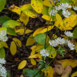<em>Astrantia major subsp. involucrata</em> ‘Shaggy’ 11/11/2024