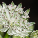 <em>Astrantia major subsp. involucrata</em> ‘Shaggy’ 12/09/2021