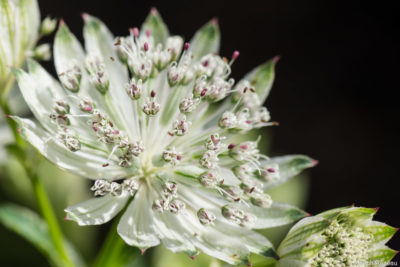 Opened flower