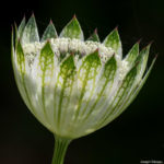 <em>Astrantia major subsp. involucrata</em> ‘Shaggy’ 12/09/2021