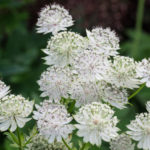 <em>Astrantia major subsp. involucrata</em> ‘Shaggy’ 18/06/2022