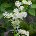 <em>Astrantia major subsp. involucrata</em> ‘Shaggy’ 18/06/2022