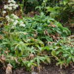 <em>Astrantia major subsp. involucrata</em> ‘Shaggy’ 18/08/2022