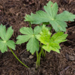 <em>Astrantia major subsp. involucrata</em> ‘Shaggy’ 19/06/2021