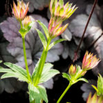 <em>Astrantia major</em> ‘Roma’ 18/05/2023