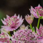 <em>Astrantia major</em> ‘Roma’ 18/08/2022