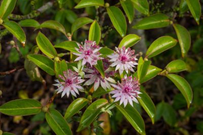 'Astrantia cornifolia'