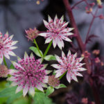 <em>Astrantia major</em> ‘Roma’ 25/05/2022