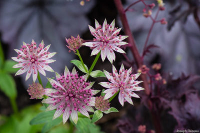 Début floraison après plantation