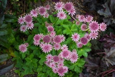 Pleine floraison fin mai 2025