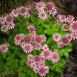 <em>Astrantia major</em> ‘Roma’ 28/05/2025