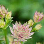 <em>Astrantia major</em> ‘Roma’ 31/07/2022