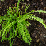 <em>Athyrium filix-femina</em> 'Frizelliae' 20/08/2020