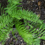 <em>Athyrium filix-femina</em> 'Lady in Red' 16/05/2020