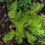 <em>Athyrium filix-femina</em> 'Lady in Red' 20/08/2020