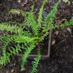 <em>Athyrium filix-femina</em> 'Victoriae' 20/08/2020