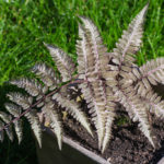 <em>Athyrium niponicum</em> 'Metallicum' 18/03/2020