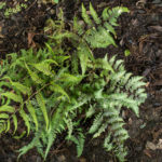 <em>Athyrium niponicum</em> 'Metallicum' 20/08/2020