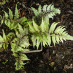 <em>Athyrium niponicum</em> 'Metallicum' 20/08/2020