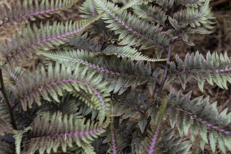 Detail of the foliage