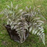 <em>Athyrium niponicum</em> 'Metallicum' 29/03/2022