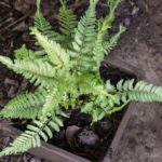 <em>Athyrium niponicum var. pictum</em> 'Crested surf' 17/09/2020